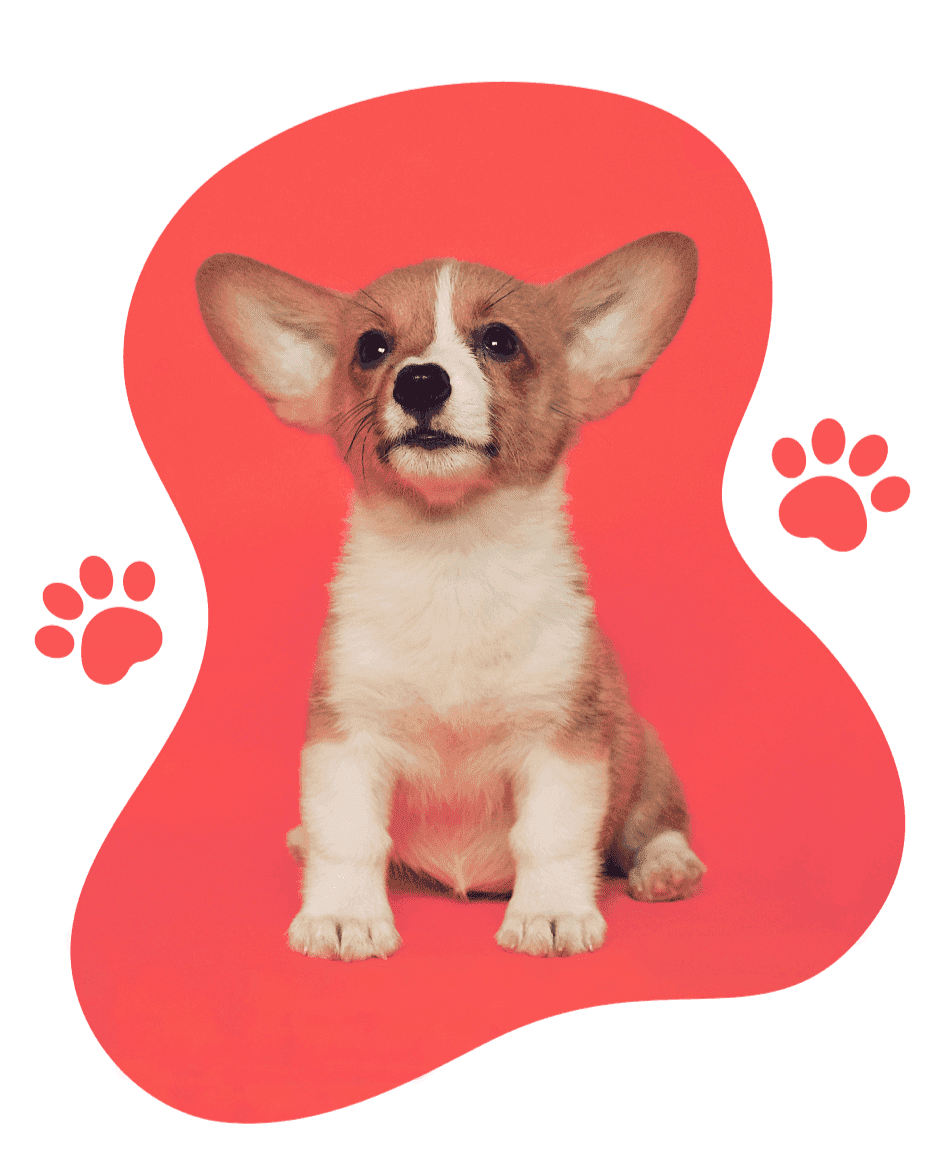 An adorable corgi puppy with a playful expression, sitting on an empty floor. It has a fluffy coat, short legs, and a friendly demeanor.